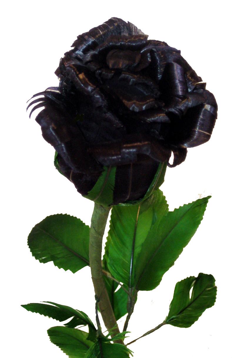 Picture of Black Rose