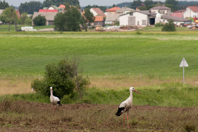 Zdjęcie bocianów dwóch