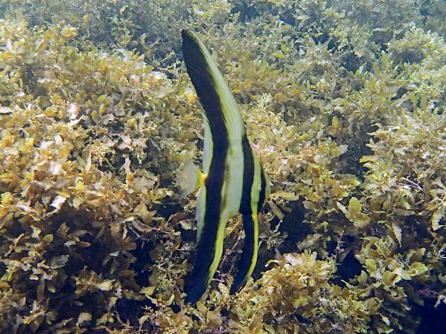 Platax teira (Longfin Batfish), El Nido, Palawan, Philippines.