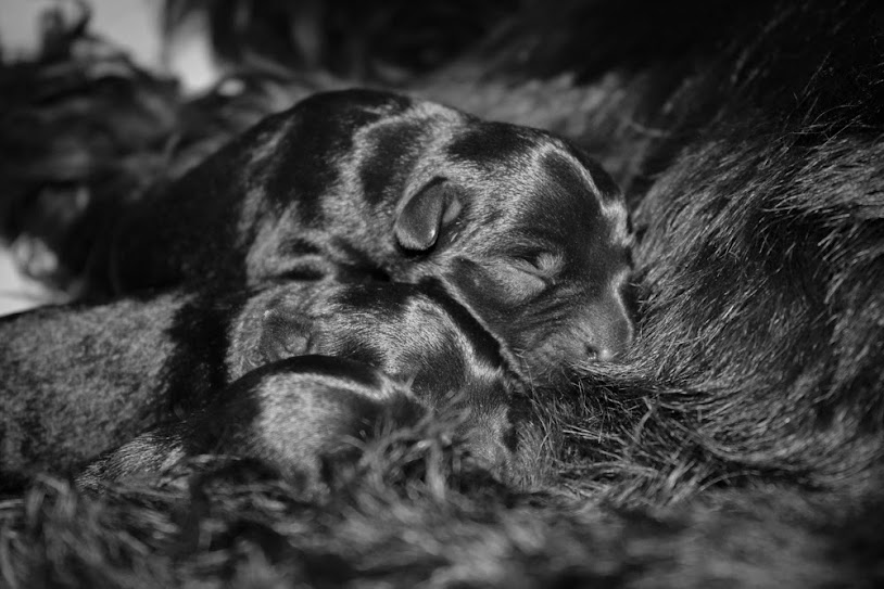 Standard Black Schnauzer puppies - Kennel "Flor D' Luna" IMG_8483-3