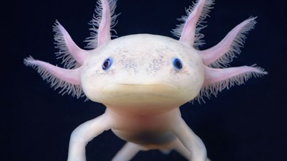 Axolotl - 1