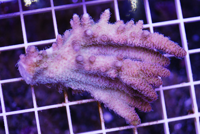 coral20110527-29.jpg