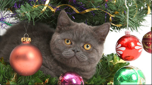 Making Himself at Home at Christmas, British Shorthair.jpg