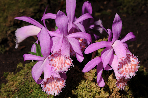 Pleione (Плейоне), Хабенарии, Блетиллы и др.  4414138355_209634340d