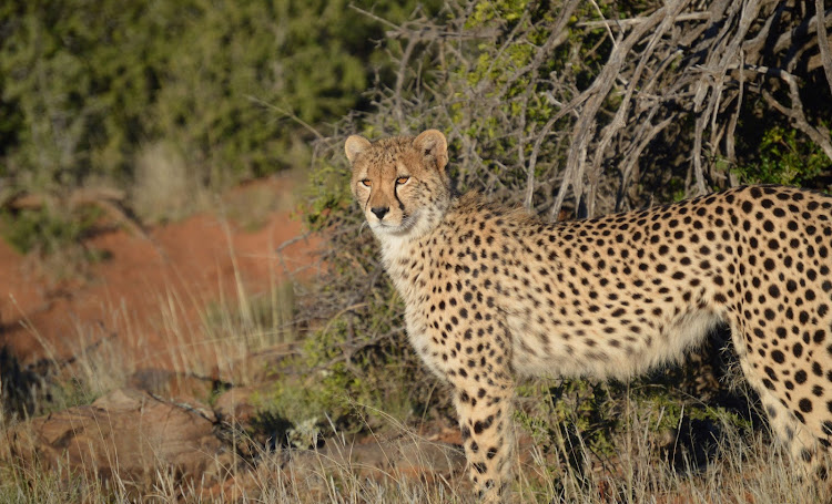 The cheetah's expression transformed as it went into hunt mode