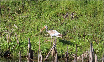 Ibis