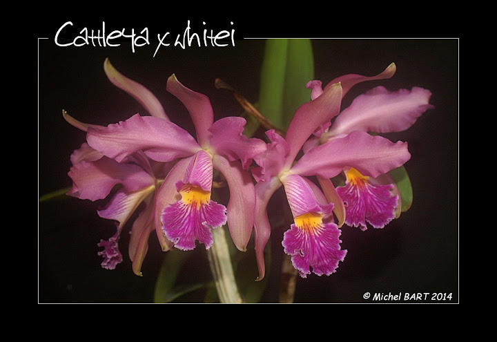 Cattleya Withei f. coerulea Cattleya_Whitei