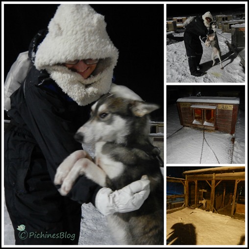 Tromso y sus auroras boreales - Blogs de Noruega - Primer día: Conociendo a los huskies (10)