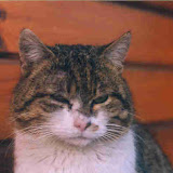 Nasze koty/Our cats