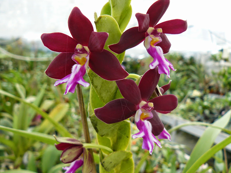 Trichoglottis atropurpurea (brachiata) P1040766