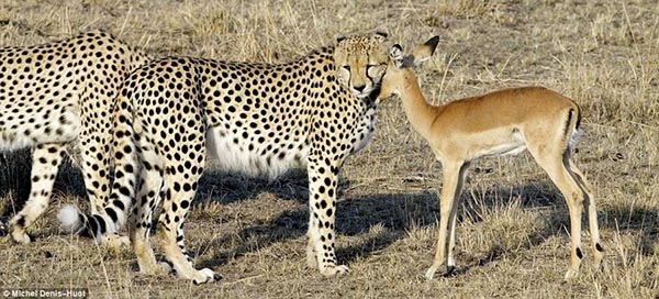 Cheetahs and a young impala deer - Unusual photograph by Michel Denis-Huot