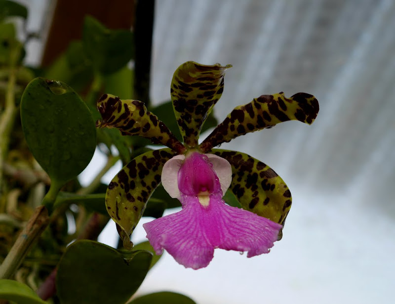 Cattleya aclandiae P1060385