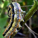 White lined sphinx moth caterpillar