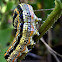 White lined sphinx moth caterpillar