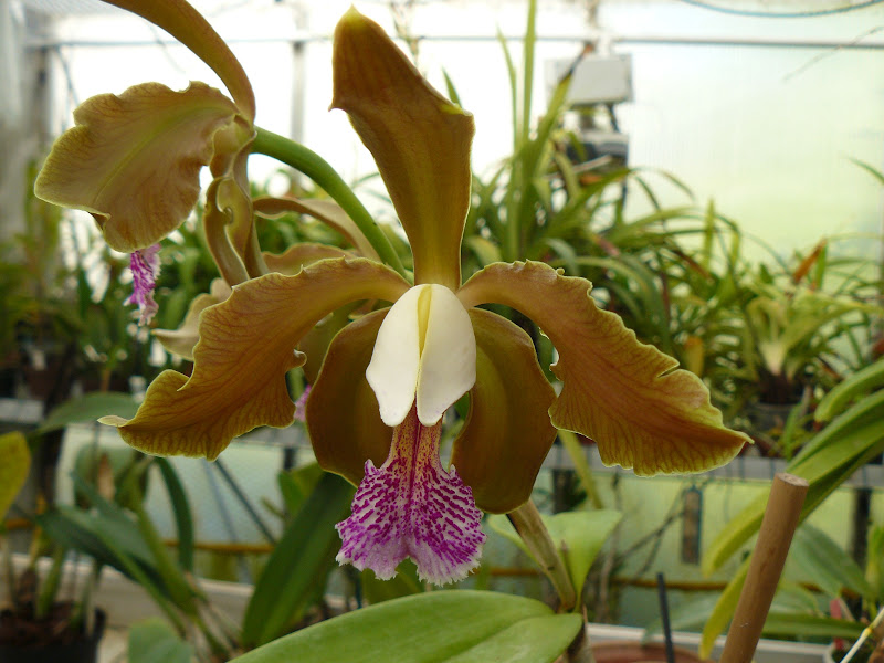 Cattleya schofieldiana P1050325