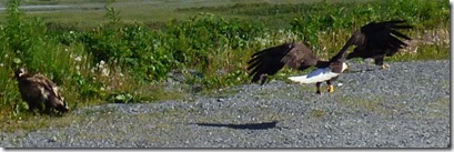 Valdez Eagles