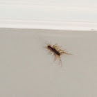 House Centipede