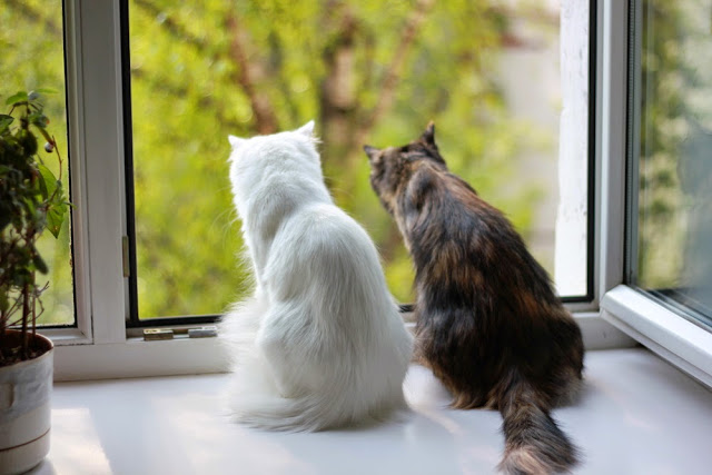 О жизни: Весна, коты прилетели )))