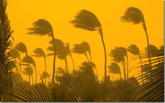 hurricane-winds-gold_645x400
