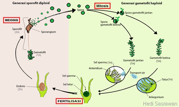 Metagenesis tumbuhan lumut