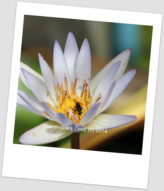 Another shot of the waterlily 