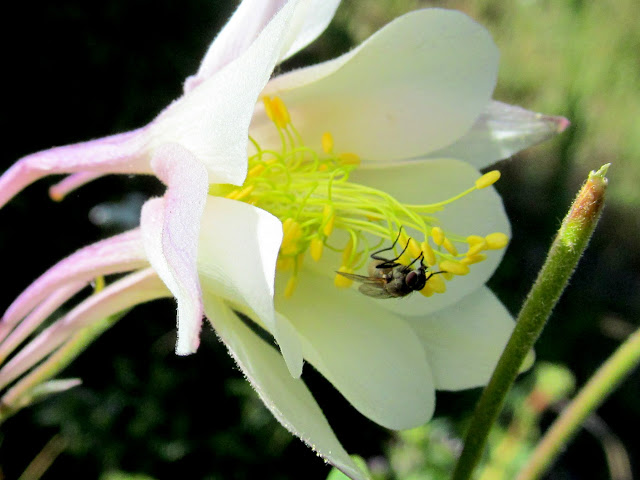 Fly on a Columbine