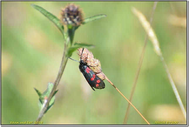 Draycote Meadows - June