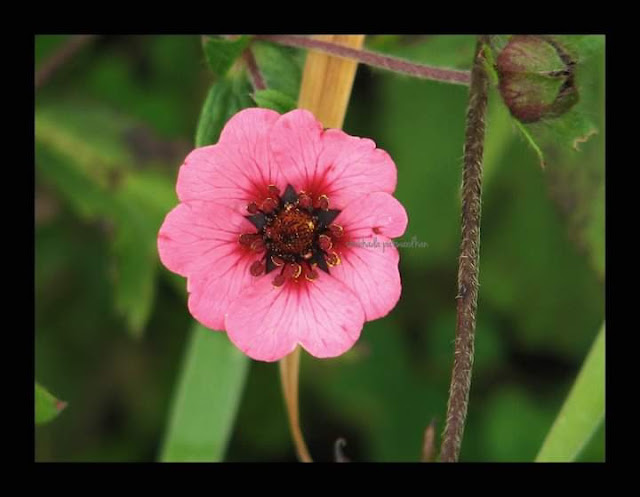 Potentilla nepalensis, Nepal Cinquefoil, रतनजोत, Valley of Flowers Uttarakhand India