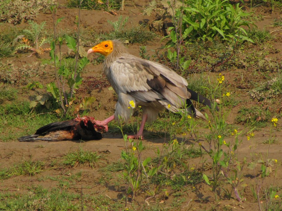 Egyptian vulture