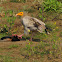 Egyptian vulture