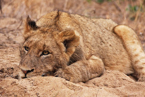 Juvenile Lion, South Africa