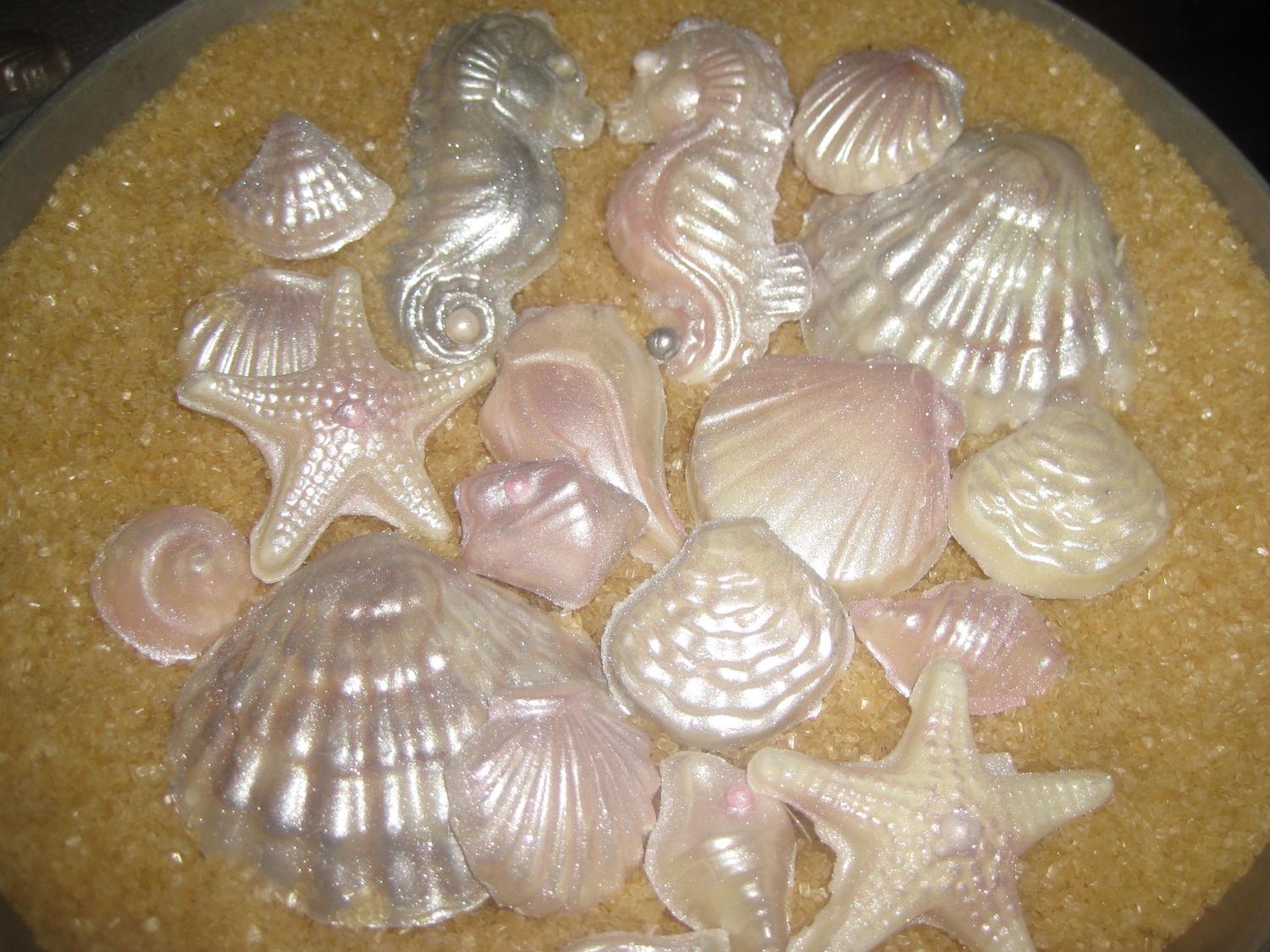 CHOCOLATE SEASHELL SEA SHELL