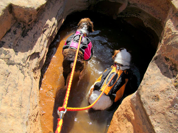 The dogs drinking from a pothole