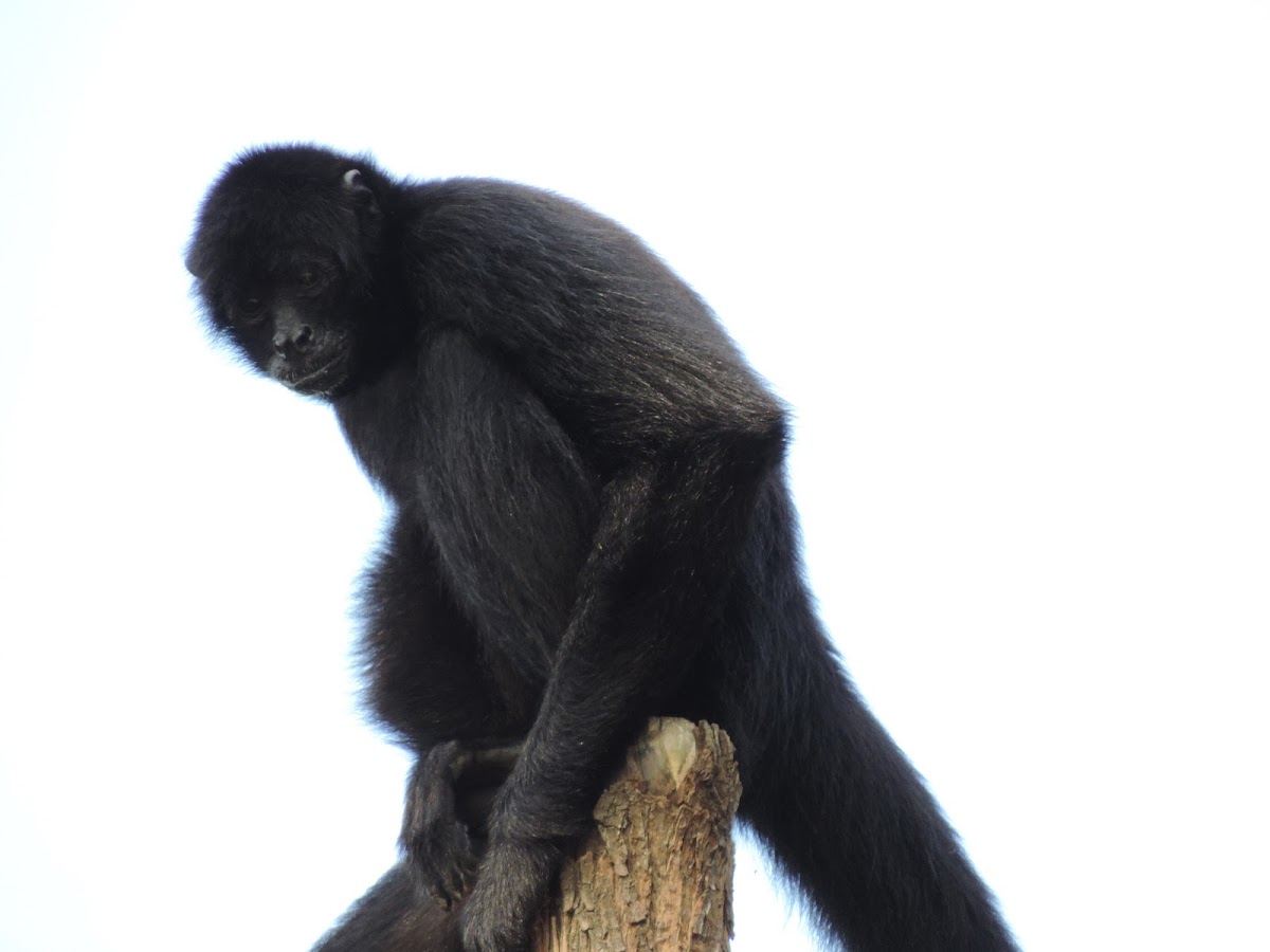 Black Howler Monkey