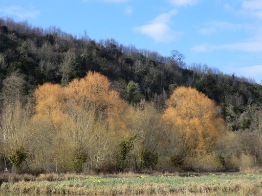 CIMG7465 Tree colour, Offham