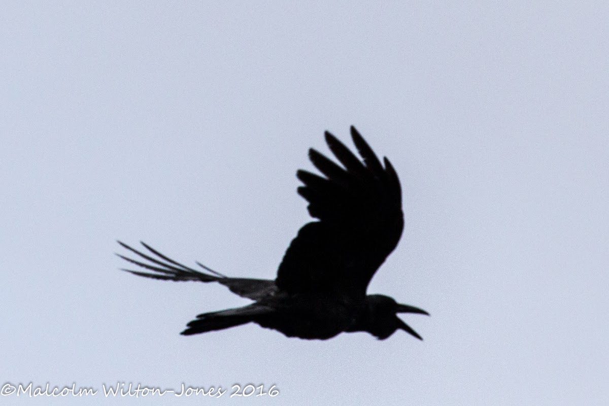 Slendeer-billed Crow