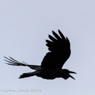 Slendeer-billed Crow