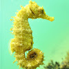 Long-snouted seahorse. Caballito de mar