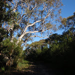 Eucalypt hanging over the Salvation Loop track (155137)