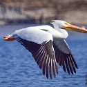 American White Pelican