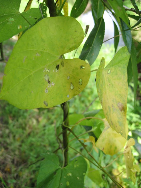 walk 39 leaves 