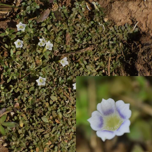 Dentella repens Location Ratnagiri , Maharashtra India