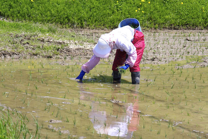 圃場の隅は、奥様の手による補植