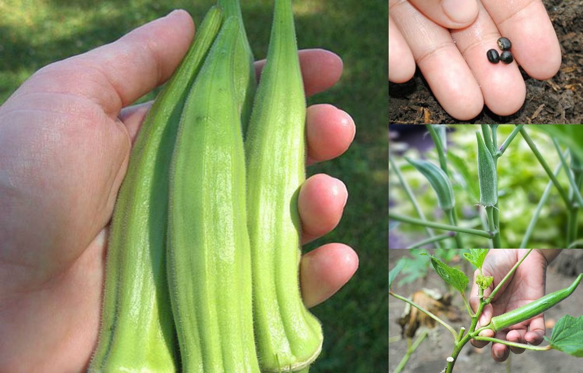 5 bước cực dễ để trồng đậu bắp sai trĩu quả - 56c446bdc0a46