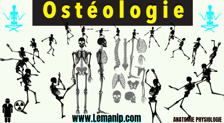 Ostéologie Anatomie Et Physiologie Manipulateur