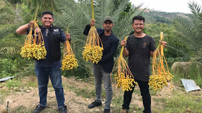 Global Wakaf ACT Aceh Panen Perdana Pohon Kurma di Aceh Besar