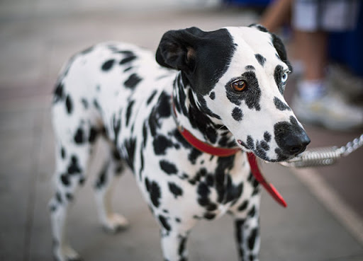 dog-training photo:dog obedience tips 