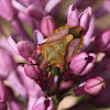 Red shield bug