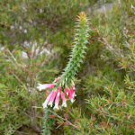 Epacris Longiflora (Australian Fuschia Heath) (35018)