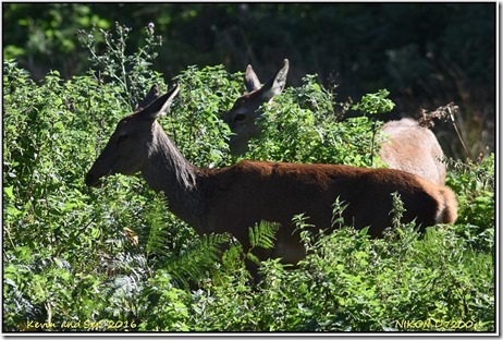 Bradgate Park - September